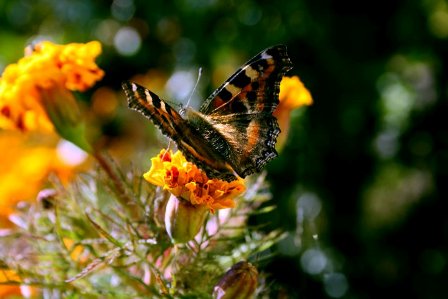 Merry May, Butterfly