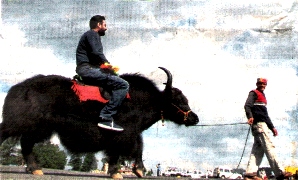 Yak Himalaya Ride, Himachal