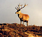 Antelope Deer Manipur