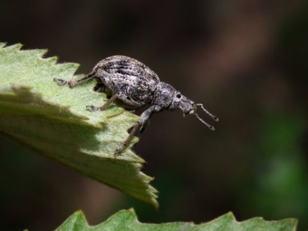 Beetle Himalaya
