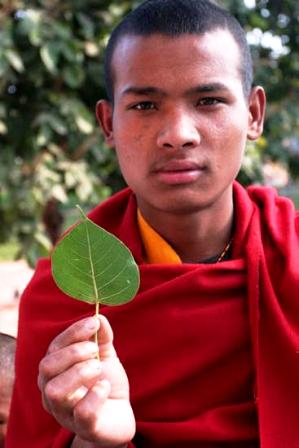 Bodhi Tree, Bihar India