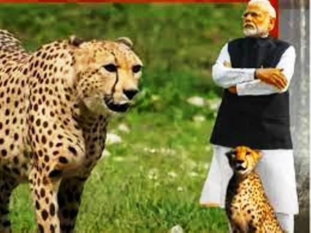 PM Cheetah