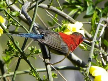 Himalayan Sun bird