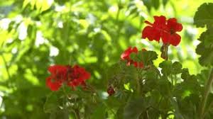 Flower India