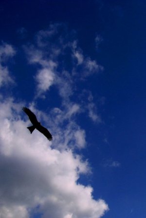 Himalayan Eagle, Dharamsala