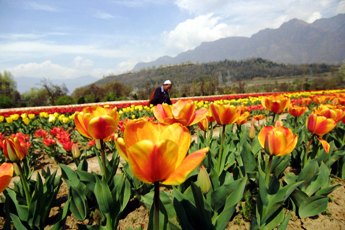 Garden Tulip India