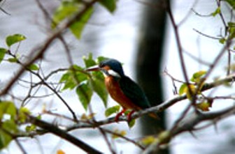 Uttranchal Birds