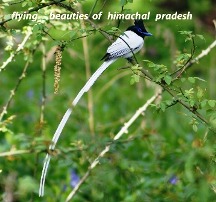 Himalayan Magpie