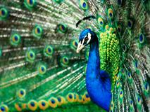 Indian Peacock