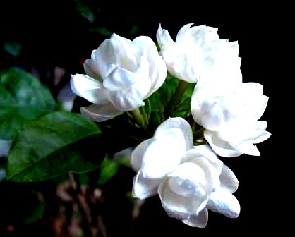 Jasmine India