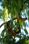 tamarind tree