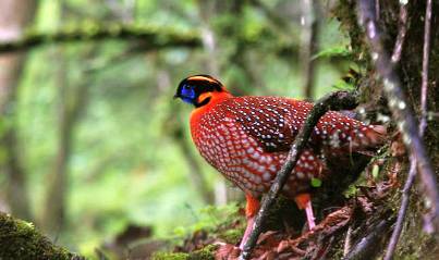 Tragopan Himachal