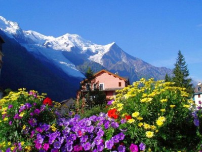 Alpine Flowers