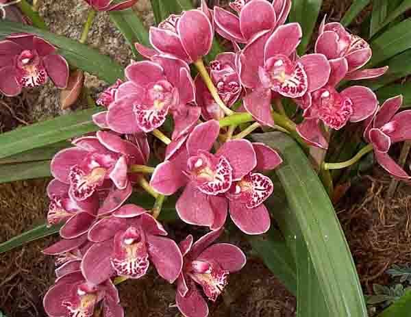 Orchid Valley Arunachal India