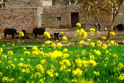 Farms of Punjab