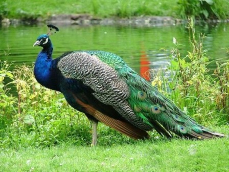 Peacock India