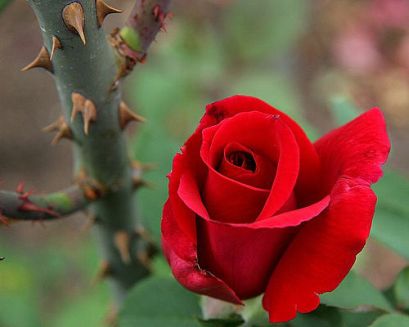 Himalayan Roses