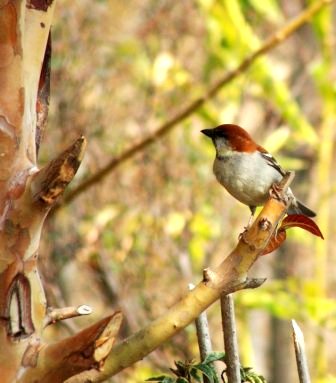 Birds of India