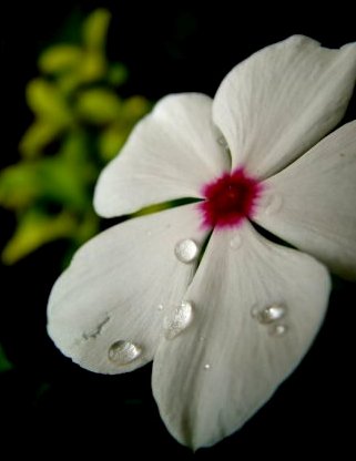 July Drops July Drops