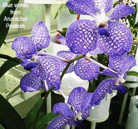 Orchid Arunachal Pradesh