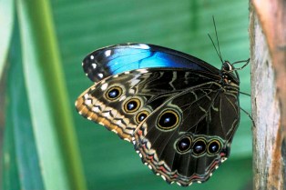 Meghalaya Butterfly