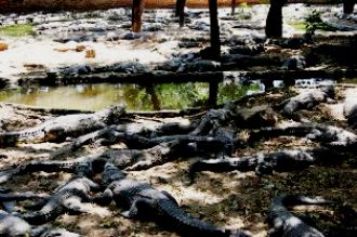 Crocodile Bank, Chennai Crocodile Bank, Chennai