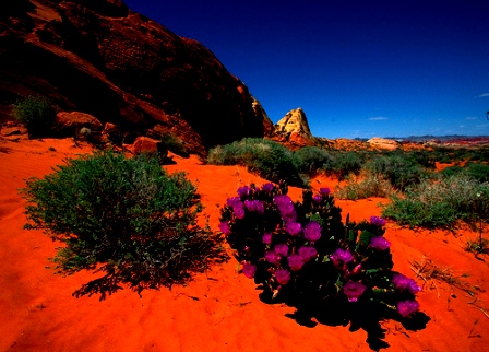 Desert India