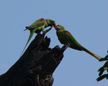 Birds of Haryana