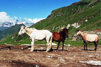 Horses of Himachal Horses of Himachal