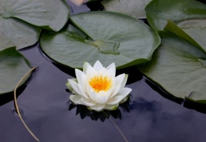 Lotus India