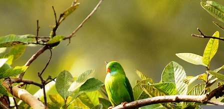 Spring India