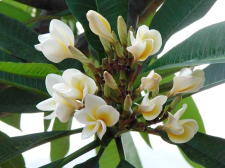 Flora India Flora India