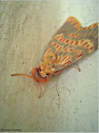 Moth Life