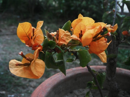 Flowers Dharamsala Flowers Dharamsala