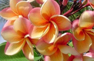 India Flora India Flora