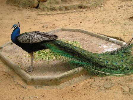 Peacock India