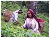 Tea Pickers of Darjeeling